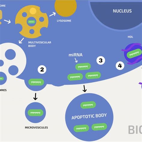 Pathways Of Mirna Secretion Microvesicles 2 Are Formed After The