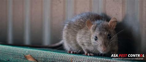 How Mice And Rodents Infestation Can Affect Your Health | ASA Pest ...