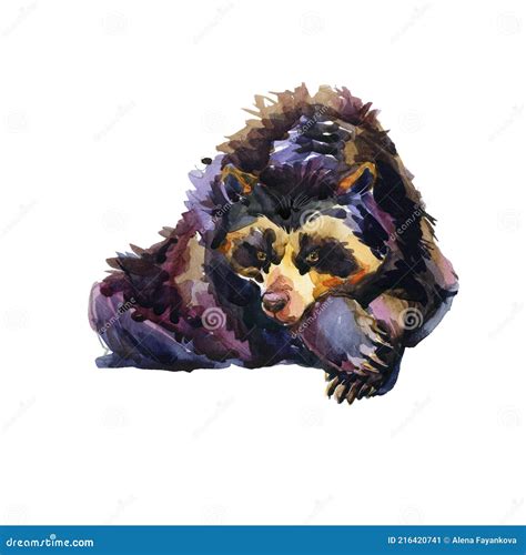 Spectacled Bear Watercolor Illustration Isolated On White Stock Image