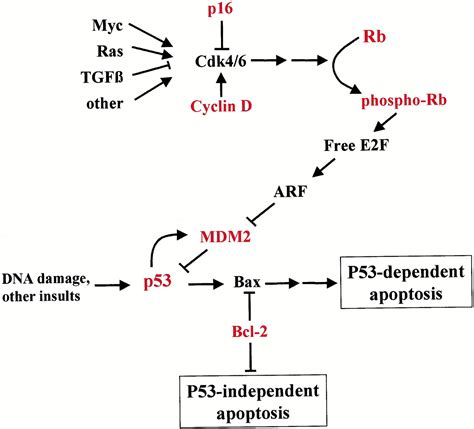 Deregulation Of The Rb And P53 Pathways In Uveal Melanoma The