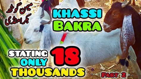 Starting Only 18k Cheapest Bakra Mandi In Karachi Memon Goth Bakra