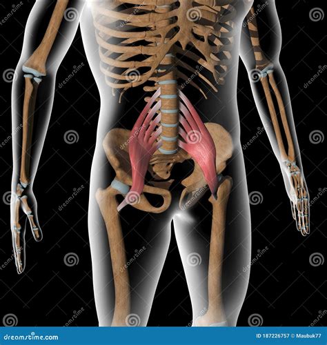 Human Psoas Major Muscles On Xray Body Stock Illustration