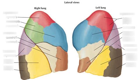 lateral view lung Diagram | Quizlet