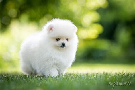 Baby White Pomeranian