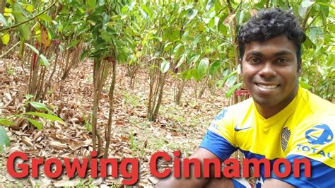 Growing Cinnamon Cinnamon Cultivation Youtube