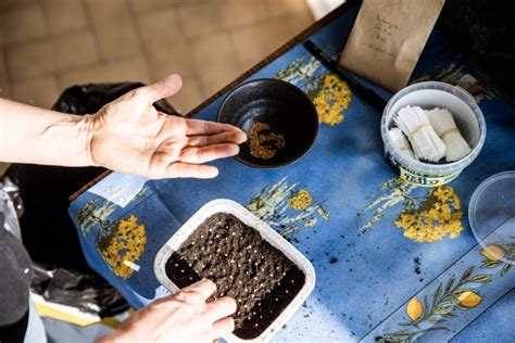 Tomates aubergines salades Comment réussir ses semis OnePlanete