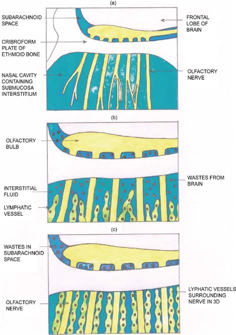 Olfactory Nerve Filaments