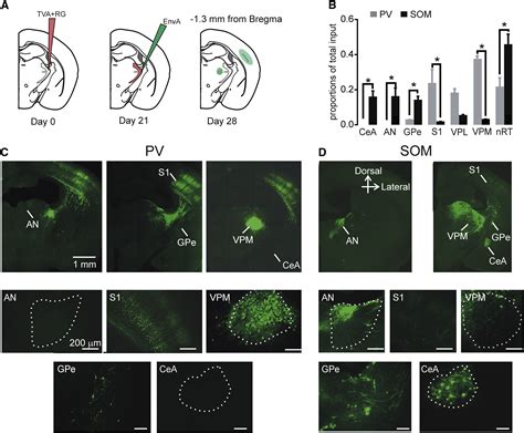 Distinct Thalamic Reticular Cell Types Differentially Modulate Normal