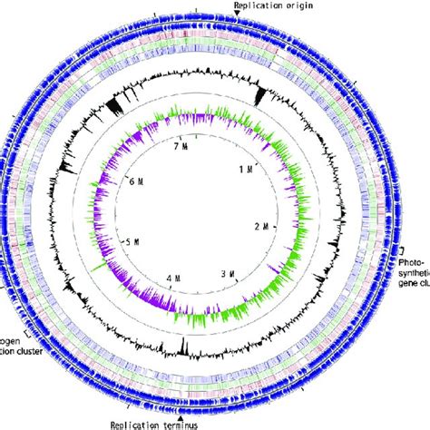 Circular Representation Of The Chromosome Of Bradyrhizobium Sp S