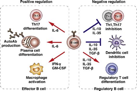 Regulatory And Effector B Cell Function Effector B Cells Positive Download Scientific Diagram