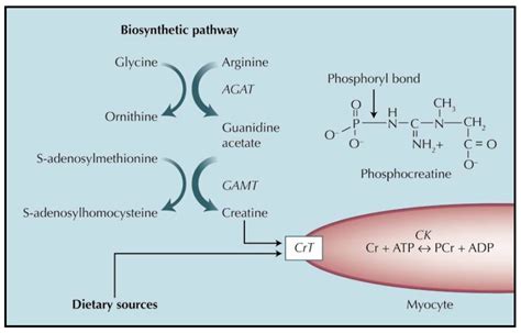 Nutrients Free Full Text Role Of Creatine In The Heart Health And