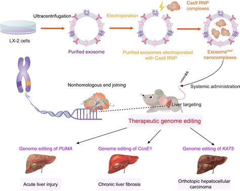 外泌体递送CRISPR Cas9 RNP用于肝脏靶向的疾病治疗 外泌体资讯网