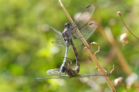 Mating Dragonflies Stock Image Image Of Mating Odonata