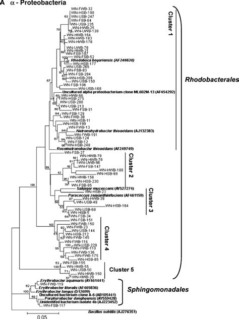 Phylogeny Of Bacterial OTUs Clones From This Study Are Coded As