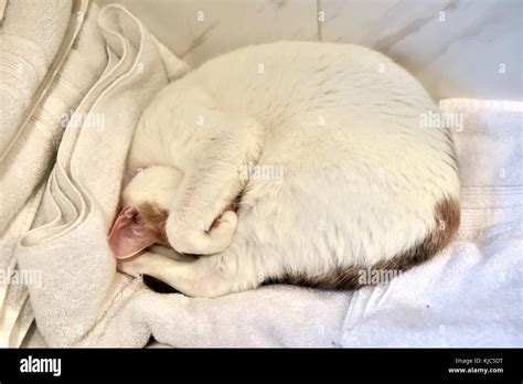 White Cat Curled Up Sleeping Stock Photo Alamy