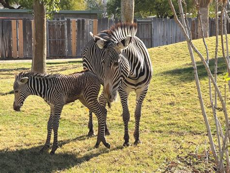 Endangered Zebra Foal Born At Reid Park Zoo On Christmas Day Reid