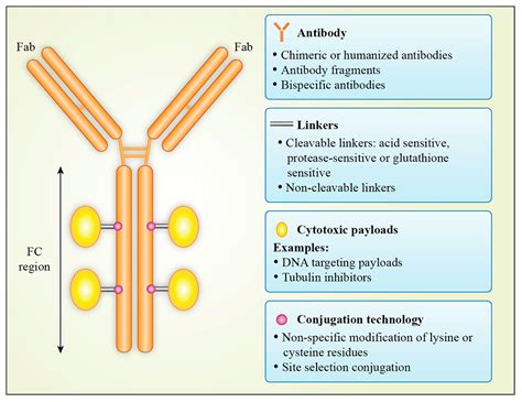 Antibody Drug Conjugate Structure