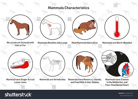 Mammals Characteristics infographic diagram including hair fur covering ...