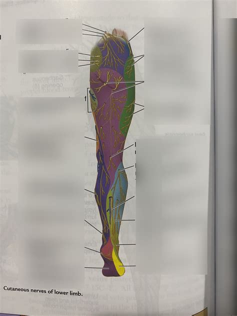 Posterior Leg Dermatomes Map Diagram Quizlet