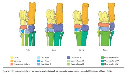 Ossos Do Tarso Vet Student Veterinary Veterinary Medicine