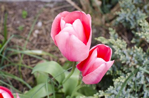 A Simple Spring Gardening Checklist | Honeysuckle Life