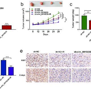 Knockdown Of Circ Suppresses Tumor Growth And Elevates