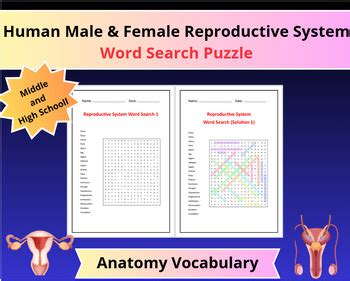 Human Male And Female Reproductive System Word Search Activities