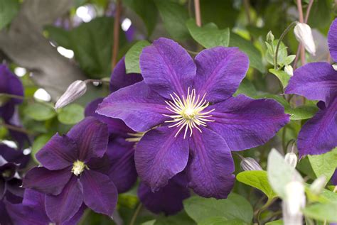 Jackmanii Clematis Purple Flowering Vines