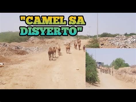 Mga Camel Sa Disyerto Buhay Ofw Saudi Arabia YouTube