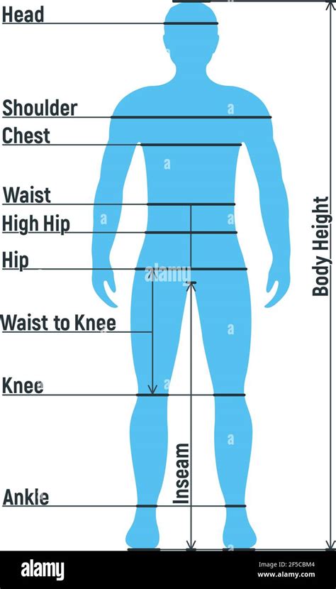 Male Size Chart Anatomy Human Character People Dummy Front And View