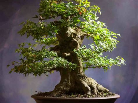 How Fast Do Bonsai Trees Grow Easy Ways To Speed Up Bonsai Growth Rate Love For Bonsai