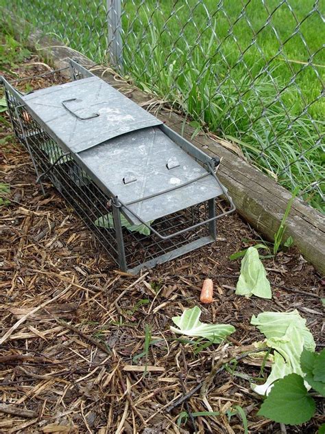 Humane groundhog removal - pennlive.com