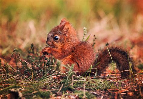 Baby squirrel by Thunderi on DeviantArt