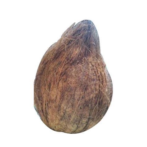 Semi Husked Coconut At Rs 156 Kilogram Semi Husked Coconut In Chennai