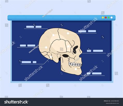 Human Skull Diagram Explaining Explain Anatomy Stock Vector (Royalty ...