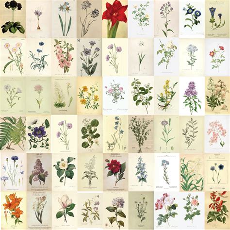 117 Pcs Botanical Wall Collage Kit Botanical Cottagecore Room Decor