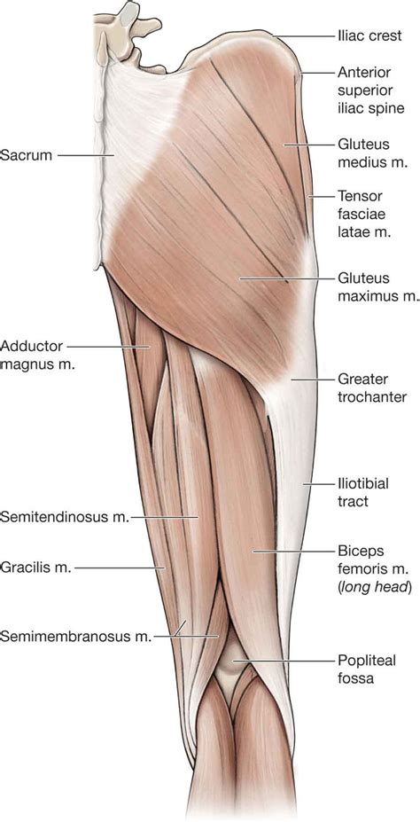 Hip | Musculoskeletal Key