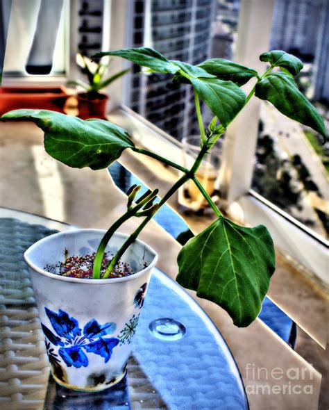 My Pinto bean plant Photograph by Ines Bolasini - Pixels