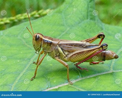 Grasshopper On Leaf Royalty Free Stock Image 91549222