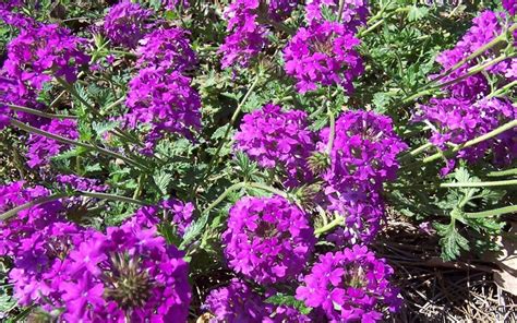 Homestead Purple Hardy Verbena 1 Gallon Groundcover Perennial