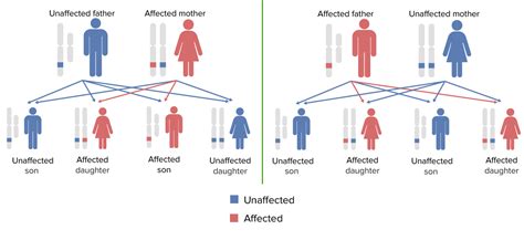 Hereditariedade Ligada Ao Sexo Concise Medical Knowledge