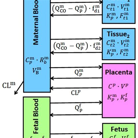 A Structure Of The Minimal Physiologicallybased Pharmacokinetic Model