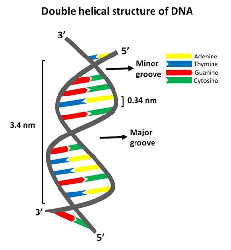 Double Helical Structure Of Dna Covalent Bonding Dna Nitrogenous Base