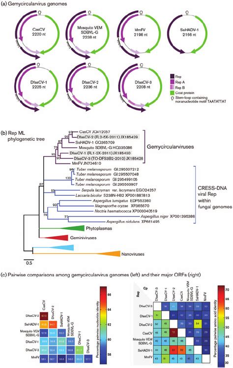 Schematic Genome Organization A Rep Maximum Likelihood ML