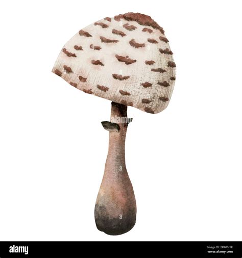 Watercolor Shaggy Parasol Mushroom Illustration Macrolepiota Procera