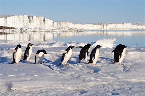 Could Penguins Survive In The North Pole