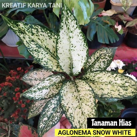 Tanaman Hias Aglonema Snow White Aglonema Snow White Lazada Indonesia