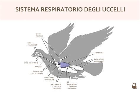 Anatomia Degli Uccelli