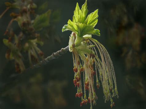 Фотокаталог растений: Клен американский (Acer negundo)