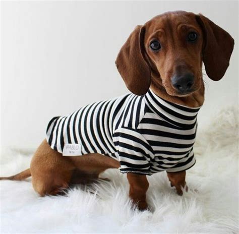 Dachshund Dog Fashiondachshund Fashionpet Fashionsausage Dog Fashion